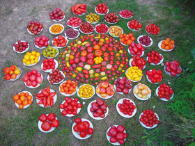 Coleccion Kokopelli de Tomates