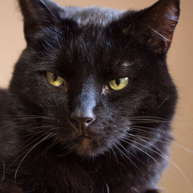 Freies Foto von Pixabay. Ein schwarzer Kater mit gelben Augen schaut streng in die Kamera. Es ist vor allem sein Kopf zu sehen und ein Stück vom Hals. 