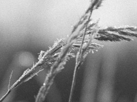 Großformatfotografie: Bildausschnitt Gräser. Heliar 4.5/21cm mit Sinar F. Foto: bonnescape