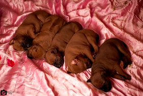 тайский_риджбек,выставка,чемпион,победитель,питомник,thairidgeback_dog,show,tartu,winner,mani_daeng_kennel