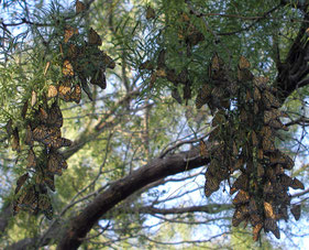 Monarca-vlinders-Mexico