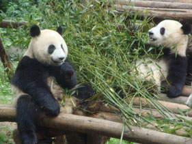 Chengdu-Sichuan-Panda-beer-Project-China-Conservatie-centrum
