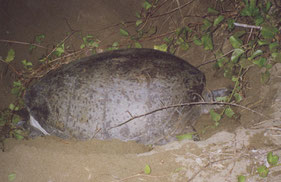 Meru-Betiri-Nationaal-park-reuze-schildpad-eieren-Sukamade-Java-Indonesie
