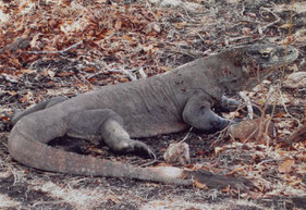Rinca-Flores-Komodo-varaan-reuze-Indonesië