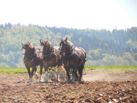 The Bretons Tina, Ramon und Paquerette pulling the cultivator with roller