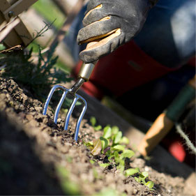 Gartenkultur, Gartenpflege und Begrünungen