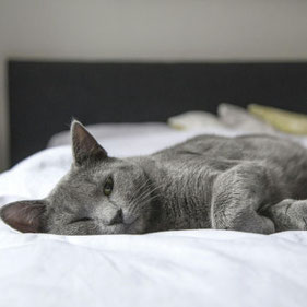 Beruhigung für Katzen