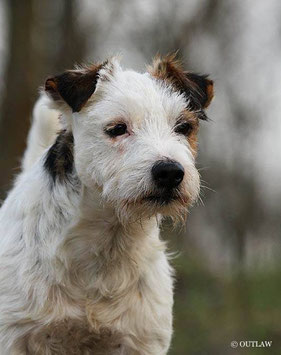 (c) Antje Heller; Outlaw British Jack Russell Terrier