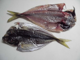 アジの丸干し 釣り アウトドア アジの丸干し 釣り アウトドア