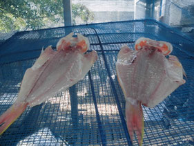 魚の干物の作り方　はこちらからどうぞ