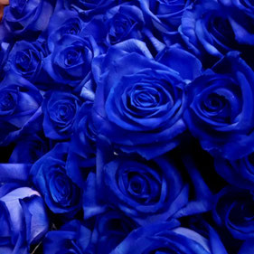 Blaue Rosen Rosenstrauß Muenchen Harras Spezial 