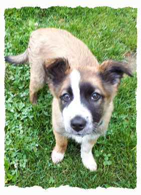 Chiot Border Collie à l'école pour chiots à Dax