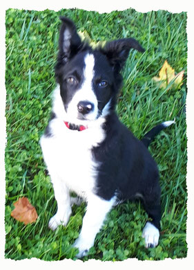 Chiot Border Collie à l'école pour chiots à Dax