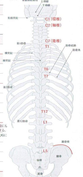 約80%は原因不明の特発性側弯症 - 幹鍼灸院(浦和駅西口|不定 約80%は原因不明の特発性側弯症 - 幹鍼灸院(浦和駅西口|不定