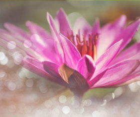 Lotusblüte – Symbol für inneres Erwachen
