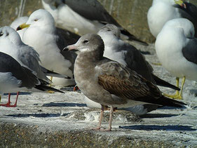 ・2010年1月9日　銚子港　第１回冬羽　　  ・幼羽に似るが、灰褐色の肩羽が出ている。