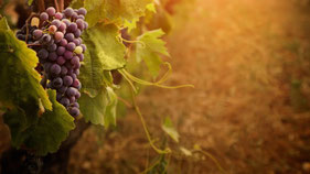 Herbst Ernte Wein Israel Kalender Feste