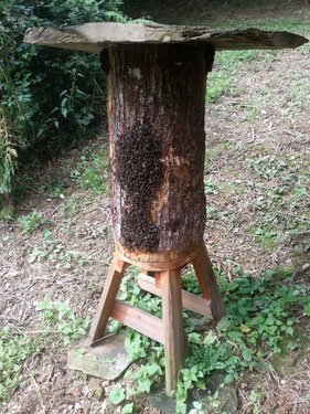 ruche tronc