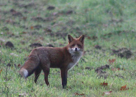 Wachsamer Fuchs 