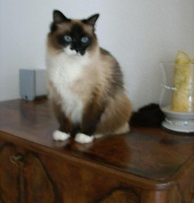 Dekokatze ;-)
