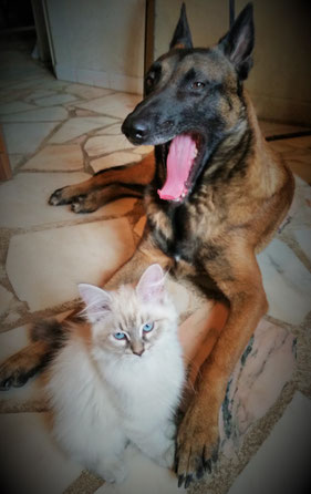 malinois et chat siberien