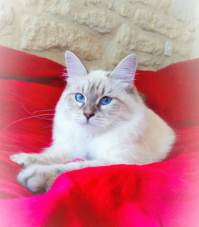 Le Chat De Siberien Dit Hypoallergenique Chat Siberien Du Domaine De Malou Le Chat De Siberien Dit Hypoallergenique Chat Siberien Du Domaine De Malou