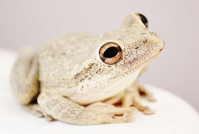 Clickandbay-White-Frog