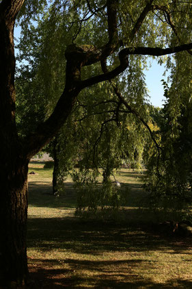 Arbres dans le jardin. Saules pleureures