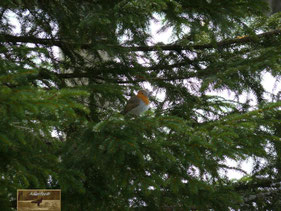 Vogel Natur Mensch Rotkehlchen