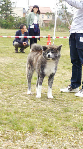 天成丸　×　藤月　　　手塚犬舎　　　owner　楽本　利典