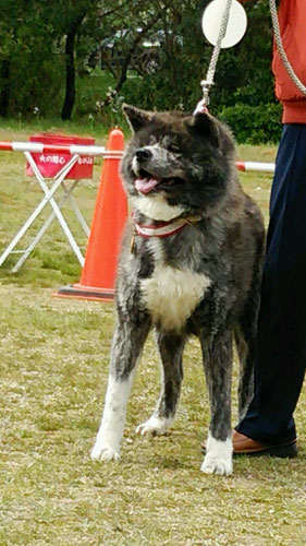 乱丸×しずな　能代幸寿荘　owner 篠原孝昭　handler 手塚昇司