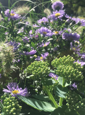 kreative Pflanzung Blumen Sommer Sonne Südseite