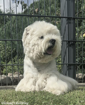 Westies von de Bek
