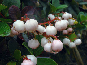 シラタマノキ (白玉の木)　　果実