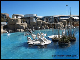 El Oceanogràfic de València alberga un grupo de pelícanos blancos (Pelecanus onocrotalus), caracterizados por su gran tamaño (casi tres metros de envergadura) y su bolsa extensible amarilla. 