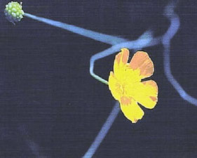 La "flor de lino amarilla" se refiere comúnmente a especies del género Linum que producen flores de este color, siendo las más conocidas el Linum flavum (lino dorado o lino amarillo) y el Linum strictum (lino amarillo).
