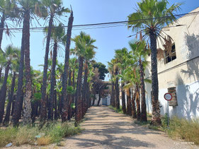 Al final hay una vivienda e imagino  lo triste que se tuvieron que sentir los dueños a ver todo quemado, ya que una palmera tarda muchos años en llegar a su tamaño natural. Siempre paso por aquí para ir al cementerio general a visitar a mis familiares y t