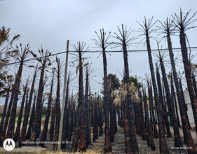 Un campo de palmeras al lado del cementerio general  quemadas por un acto vadalico en Valencia Ciudad.