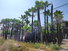 Para mi sorpresa, unos meses después, la naturaleza hizo el milagro y las  palmas volvieron a brotar. 