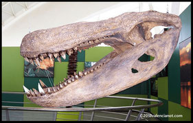 Dinosaurio Rex del Museo Príncipe Felipe de Valencia, Comunidad Valenciana (España)