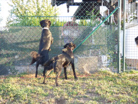 Unsere Aufpasser - Ronny + Sarotti