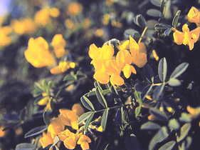 Flores ferradura de roca en el Parque Natural en Denia, Alicante.