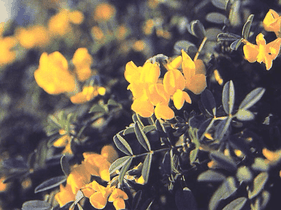 Flores ferradura de roca en el Parque Natural en Denia, Alicante.El Montgó es un paraíso botánico que alberga más de 650 especies de flora, incluyendo más de 50 plantas endémicas que solo se encuentran en este macizo y sus alrededores. 