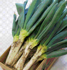 下仁田葱(Zeitaku)