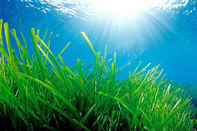 Pradera de posidonia