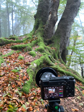 (c) www.tonak-fotografie.de