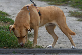 Hund schnüffelt extrem, hyperaktiver Hund 