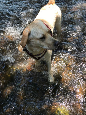 Labrador Luna, Wasserratte