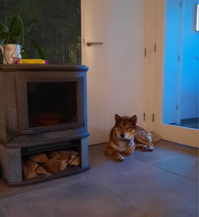 #Shikoku 四国犬