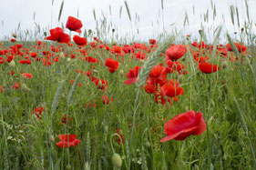 Getreidefeld mit Mohnblumen auf dem Johannesberg. Foto: Thomas Hartwig